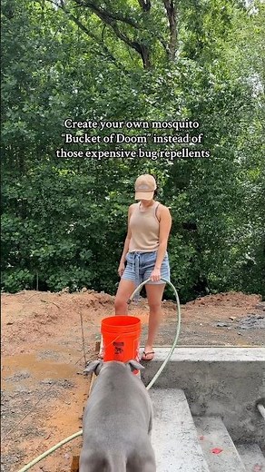 How to make a Mosquito Bucket of Doom! #mosquito #summer