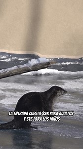 2.7K views · 79 reactions | ¿Buscas un plan diferente cerca de...