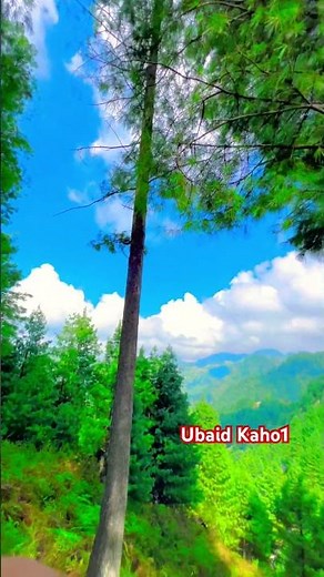 “Peaceful Forest Greenery 🌿 | Relaxing Nature Short” #nature #shorts #shortvideo #youtubeshorts #yt