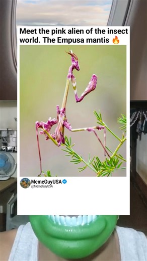 The Alien Beauty of the Empusa Mantis