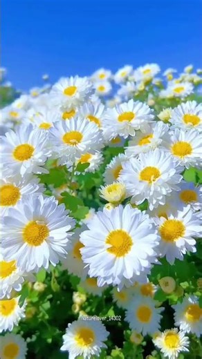 Nature Ringtone...#trending #ringtone #nature