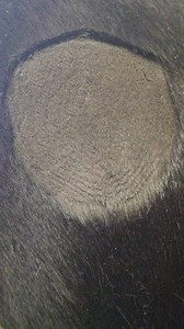 3.7M views · 10K reactions | When the client puts you under pressure with an unexpected add on to their clip.. and you don't have it in you to back down from a challenge  #jackskellington #nightmarebeforechristmas #clipart #equestrianvibes #equestrianstyle #horsereel | Jillian Scott The Clipper Queen | Facebook