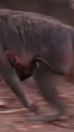 Tiny newborn monkey follows mom on food hunt