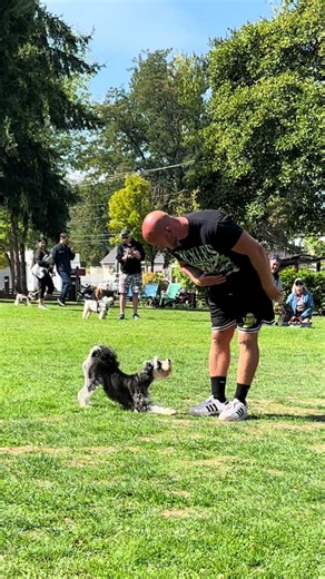 Pickles Tricks at Schnauzer Walk: Mini Schnauzer Tricks