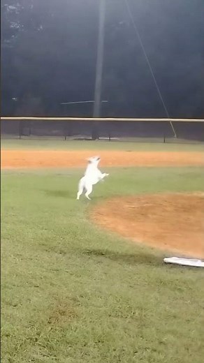 Dog Baseball’s Epic Plays!