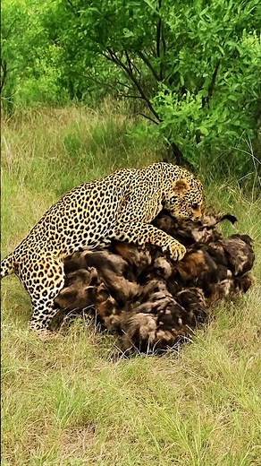 Cheetah Kills Wild Dog in Seconds—but the Pack Strikes Back! 😱🔥