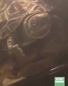 513K views · 6.2K reactions | This turtle thinks he's Paul Labile Pogba!  | SPORTbible | Facebook