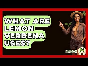 What Are Lemon Verbena Uses? - The Plant Enthusiast