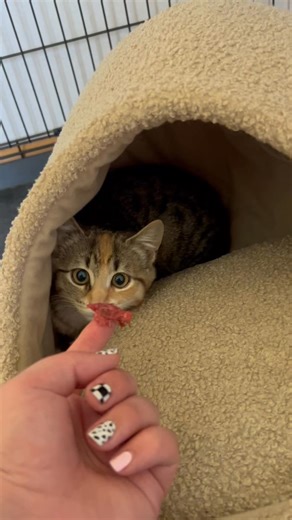 1.2K views · 18 reactions | Using our rabbit & hare pottle on wee Stevie. A wild kitten that one of our staff are trying to tame! I think she enjoys it  | Otago Petfoods - Mosgiel Branch | Facebook