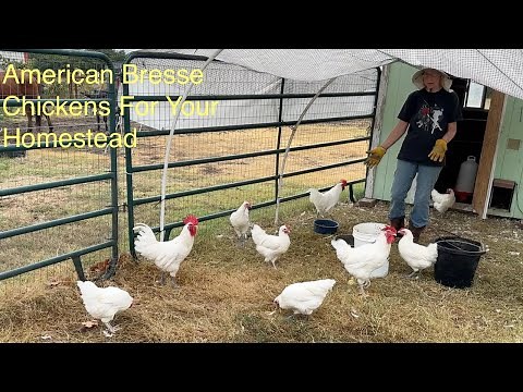 American Red, White, and Blue American Bresse Chickens