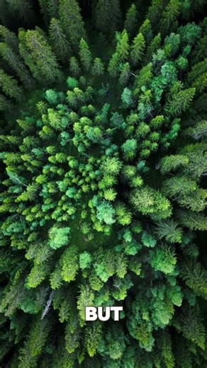 What Forests Do to Your Brain