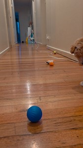 24 reactions | My new favourite toy  Milo (Puppy) 12 weeks Maltese x Shitzu Poodle x #mymilosdiary #cutepuppy #puppy #cute #milo #milosadventure #maltipootzu #maltese #shitzu #poodle #dogsoftiktok #dogsofinstagram #dogsoffacebook | My Milos Diary | Facebook