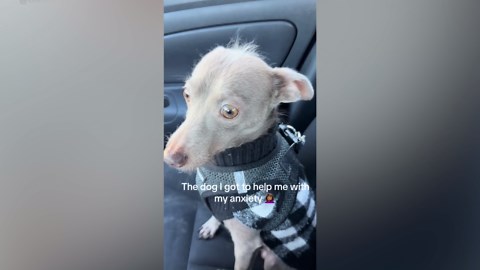 Nervous Dog Woman Gets to Help With Her Anxiety