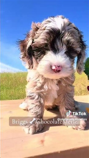 Chocolate Merle Cockapoo Briggs #cockapoos #cockapoo #puppies