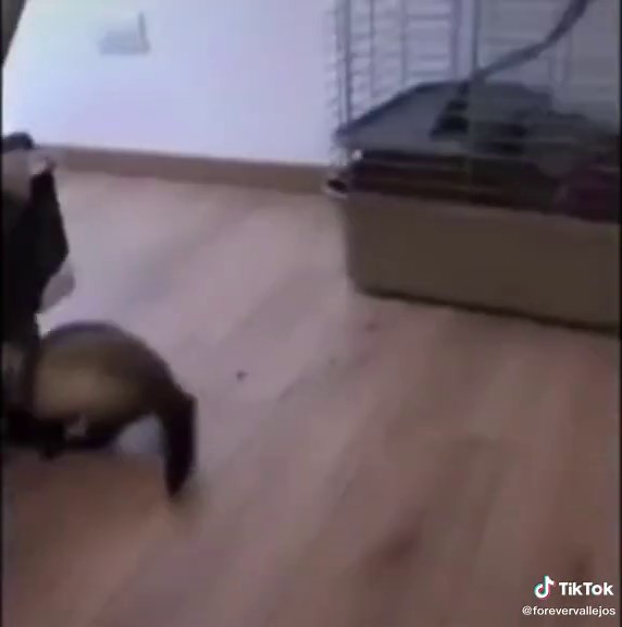 Humita y Escoba: Un Encuentro Divertido