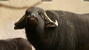 alpha Lernen | Biologie: Angeborenes Verhalten