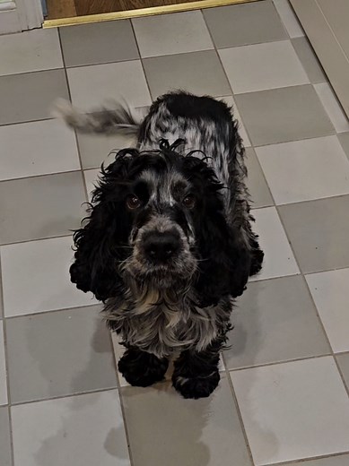 Understanding the Needs of a Demanding Cocker Spaniel