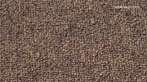 The Science of Spiders