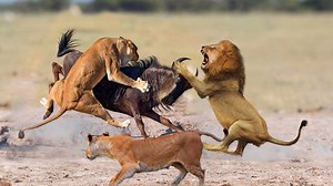 58K views · 1.2K reactions | Wildebeest Fiercely Resist Sudden Attacks Of 5 Lion - Wildebeest's Great Counterattack | Animal Rescue | Facebook