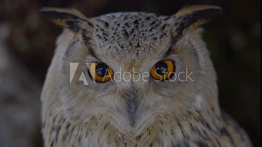 Close up of an owl face in slow motion with detail and colorful eyes, beak, and feathers