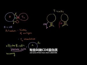 43 概述B细胞, CD4 T细胞和CD8 T细胞 NCLEX RN Khan Academy
