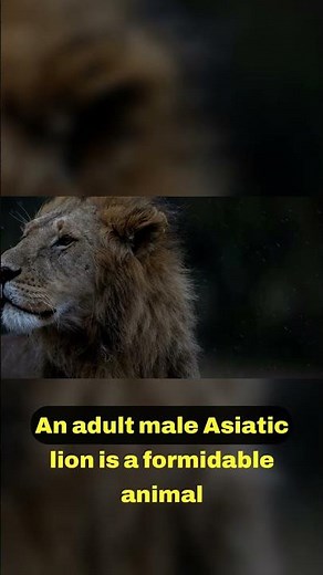 Unique Features of the Asiatic Lion Revealed 🦁✨