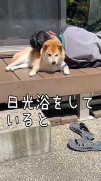 柴犬が体を冷ます術【夏どうする？】豆柴アオと柴犬委員会 Shiba Inu Lovers mameshiba AO & shiba inu committee #Shorts