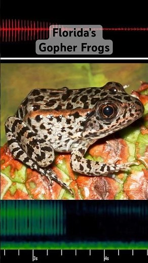 Florida's Gopher Frogs are calling!