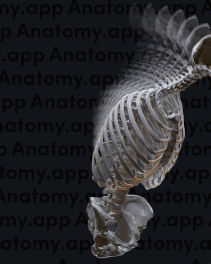 The spine is a dynamic and flexible structure that allows one to perform a spectrum of movements. Our video focuses particularly on flexion and extension, showcasing the versatile capabilities of the spine.💡 Learn human anatomy fast! Visit Anatomy.app now!🧠👇 https://anatomy.app #3DAnatomy #humananatomy #medschool #medstudents #USMLE #edtech #MedicalEducation #anatomyandphysiology #humanbody #anatomystudy #anatomy #spinemobility #spine | Anatomy.app
