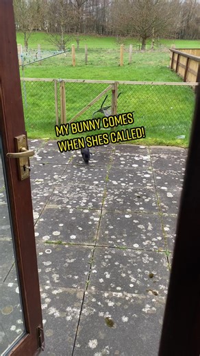 Teach Your Bunny to Come When Called: Bunny Training Tips