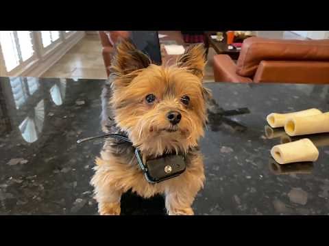 Product Review: TSWTECH Automatic Citronella Bark Collars