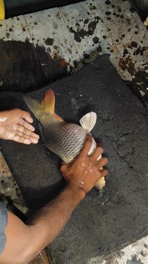 big carp fish hormone injection💉 #tanding #reel #reels #trend #viral #usa #shorts | FishingHero