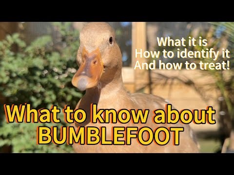 Care and Management Of Bumble Foot In Your Duck Flock - What You Need To Know and How to Treat It!