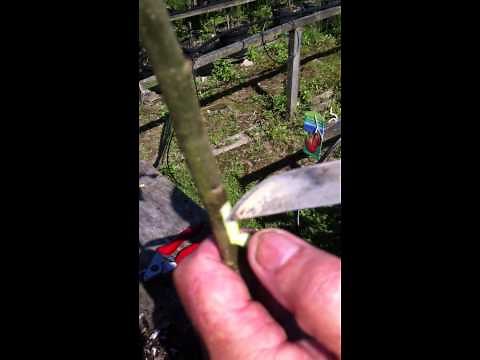 Grafting Fruit Trees by Chip Budding