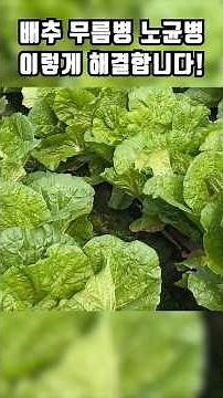 Cabbage soft rot, downy mildew, and aphids all solved at once!