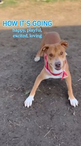 2.4K views · 54 reactions | BLUBERRY MUFFIN with @pleaseadoptmeca!...