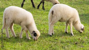 Lambs grazing on green grassy meadow: cute domestic animals on pasture - young sheep close up. Ewe on rural farm in the countryside on a sunny day.