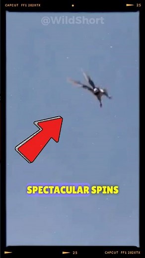 Why Do These Pigeons Flip in Mid-Air? 🤯🐦