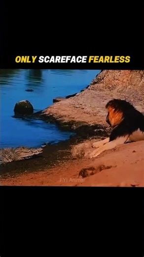 Crocodile Dominates..Until Scareface Shows Up! #trending #animals #wildlife #shorts #scareface