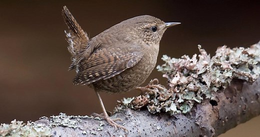 Winter Wren Identification, All About Birds, Cornell Lab of Ornithology