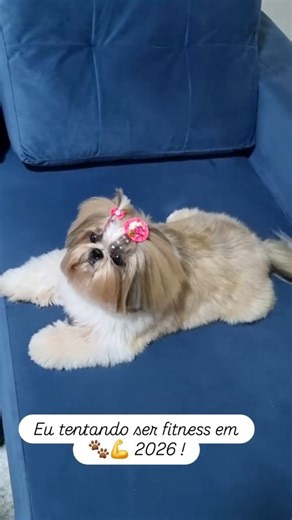 Petúnia 🐶/Pet Influencer on Instagram: "✨🐶 Petúnia tentando ser fitness em 2026 💪🐾 Treino? Tem. Disciplina? Mais ou menos. Fofura? 100% garantida 😌💗 Porque a verdadeira meta nunca foi o shape… foi o charme 🐾🐶 Tentando… porque querer mesmo é petisco 😂💗 🏋️‍♀️🐶 1 agachamento, 3 poses e pausa pra fofura 😌✨ Resultado: 100% tentativa, 0% cardio 😂🐾 Mas a verdadeira meta é ser linda mesmo 😌✨ #PetFitness #PetInfluencer #ShihTzuLove #PetsDoInstagram #Pet2026 “Comenta se você também tá ten