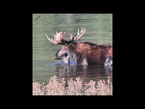 Bull Moose