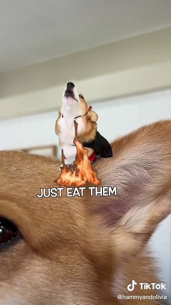 We havent heard from Hammy in over 6 hours. Do you think hes okay? #cookies #decision #dogsoftiktok