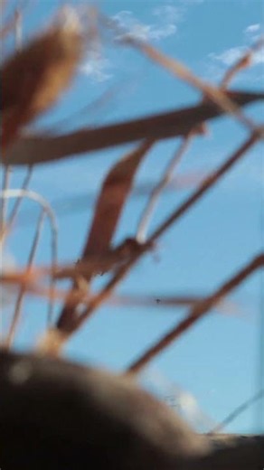 Do you use a jerk string when hunting on water?