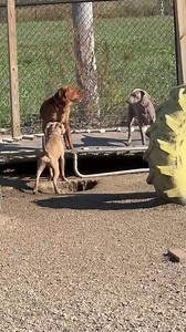 trampoline crew 10/4 | K9 Country Club