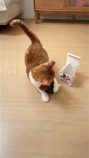 🐾 Cat chasing ball chaos! ⚽️ #FunnyCat #CatToy #KittenPlaytime