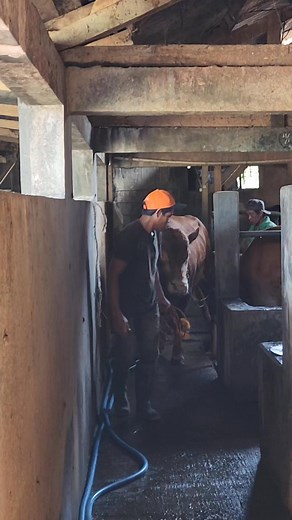 88K views · 425 reactions | Si gundul pindah  #sapi #cow #bull #peternak #peternakansapi | Mulya Abadi Farm | Facebook