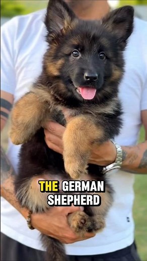 How One Man Refused To Let This Breed Die #inspiring #history