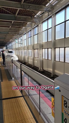 A quick Japan run, done right ✈️🏯 Tom visits 7 legendary koi farms in one trip — from Ogata to Taniguchi. #JapaneseKoi #KoiFish #JapaneseKoiFarms #FishTok #KoiTok #ChampKoi #KoiSale | Champion Nishikigoi