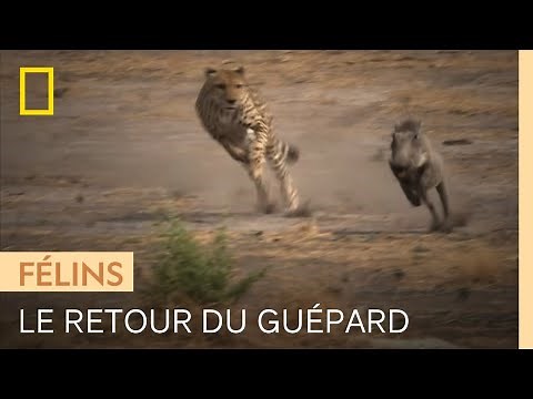 Première chasse d'un guépard remis en liberté après un an de soins